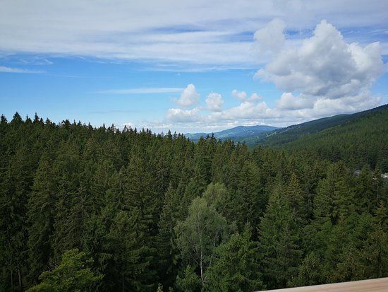 The Trail Trees Mountains